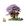 Grande Roxo-Opp
