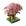 Pequeno Rosa-Opp