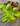 Verde neon p