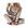 Caqui