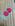 Pink com faixa bege