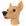 Pinscher