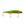 Gg hirame lime gold