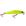 Raptor cor 32