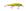 Cor 4558 gg hirame lime gold