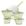 Foral verde, Bege