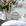 Capim Limão