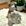 Cachorro