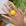 Amarelo l0209