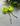 rosa neon
