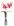 ROSA COM PINK