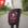 Roxo