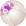 FLORLILAS3