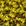 Dourado