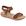 Avela camel