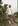 Cinza