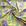 Floral Amarelo com lilas