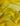 Amarelo Ouro