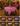 Xadrez Pink