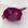 Purpura