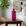 Vaso Roxo