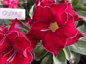 01 Rosa Do Deserto Branco Vermelho Dobrada (OSOLA2) - ItaloBragaRD