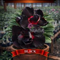 01 Rosa do Deserto Enxertada BLACK Adenium Obesum Flor Preta Planta Ornamental