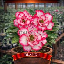 01 Rosa do Deserto Enxertada Bland 1 Adenium Obesum Flor Rara Planta Ornamental