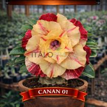 01 Rosa do Deserto Enxertada CANAN-01 Adenium Obesum Flor Rara Planta Ornamental