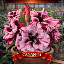 01 Rosa do Deserto Enxertada CANAN-14 Adenium Obesum Flor Rara Planta Ornamental 01 Rosa do Deserto Enxertada CANAN-14 Adenium Obesum Flor Rara Planta Ornamental
