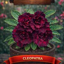 01 Rosa do Deserto Enxertada Cleopatra Adenium Obesum Flor Rara Planta Ornamental 01 Rosa do Deserto Enxertada Cleopatra Adenium Obesum Flor Rara Planta Ornamental