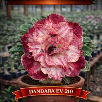 01 Rosa do Deserto Enxertada DANDARA Adenium Obesum Flor Rara Planta Ornamental 01 Rosa do Deserto Enxertada DANDARA Adenium Obesum Flor Rara Planta Ornamental