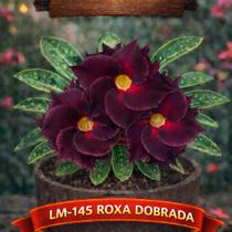 01 Rosa do Deserto Enxertada LM-145 Adenium Obesum Flor Rara Planta Ornamental