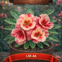 01 Rosa do Deserto Enxertada LM-46 Adenium Obesum Flor Rara Planta Ornamental 01 Rosa do Deserto Enxertada LM-46 Adenium Obesum Flor Rara Planta Ornamental