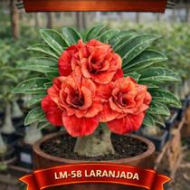 01 Rosa do Deserto Enxertada LM-58 Adenium Obesum Flor Rara Planta Ornamental