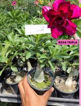 01 Rosa Do Deserto Enxertada Roxa Tripla - ItaloBragaRD