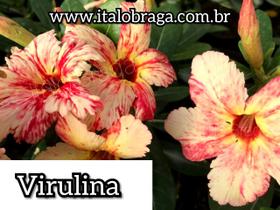 01 Rosa Do Deserto Enxerto Especial Virulina - ItaloBragaRD