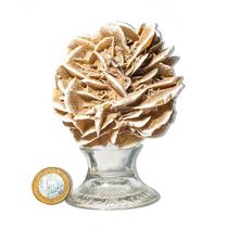 01 Rosa do Deserto Grande Extra Com Base 350 a 500g Classe A 01 Rosa do Deserto Grande Extra Com Base 350 a 500g Classe A