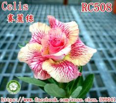 01 Rosa Do Deserto Importada Rose Chen - RC-508 - ItaloBragaRD