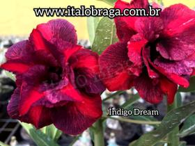 01 Rosa Do Deserto Rara Dobrada Indigo Dream - italobragaRD
