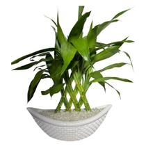 01 - Vaso de Plastico Branco Com Planta Bambu da Sorte com 12 Haste - Inspira Flora