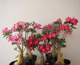 04 Rosa Do Deserto 2 Anos Já Com Flor Sortida 04 Rosa Do Deserto 2 Anos Já Com Flor Sortida