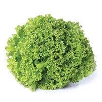 1.000 Sementes De Alface crespa para verão 1.000 Sementes De Alface crespa para verão