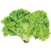 1.000 Sementes De Alface crespa repolhuda
