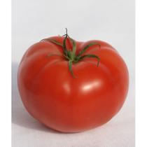 1.000 SEMENTES Tomate Híbrido Ipê
