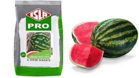 1.200 Semente De Melancia Crimson Sweet SUPER / 50 gramas / ISLA PRO