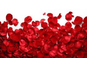 1.300 Pétalas De Rosas Artificial Vermelho Festas Casamentos - Yuling