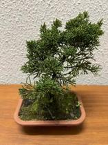 1 Árvore Bonsai Shimpaku Junípero Chinesis Sorte Cultivo Lar - FLORA FULL