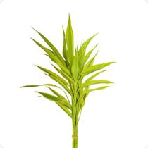 1 Bambu Da Sorte Natural Com 4 Hastes Variegata Amarelo 1 Bambu Da Sorte Natural Com 4 Hastes Variegata Amarelo