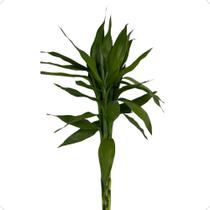1 Bambu Da Sorte Variegata Verde Com 4 Hastes Natural